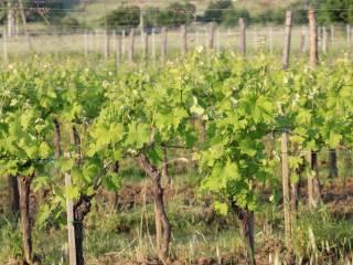 Villa bifamiliare via Buiamonte 57, Civitella in Val di Chiana — foto 20 di 20