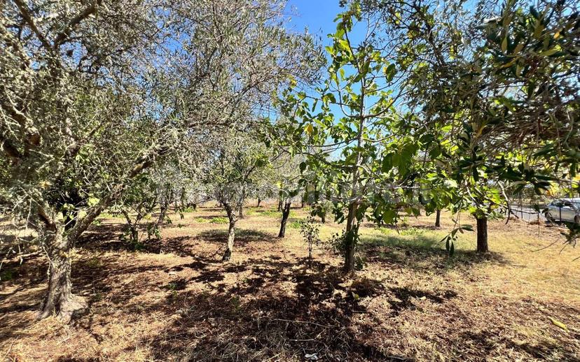 Terratetto unifamiliare Contrada Contura, Zambrone — foto 36 di 50