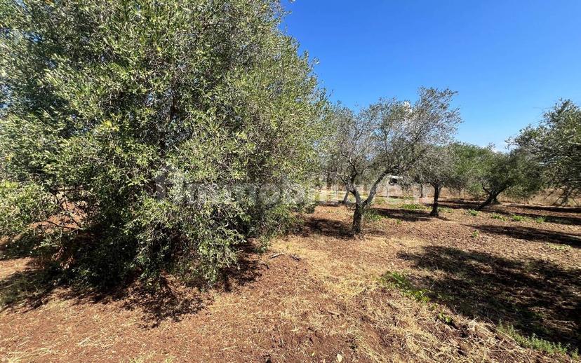 Terratetto unifamiliare Contrada Contura, Zambrone — foto 45 di 50