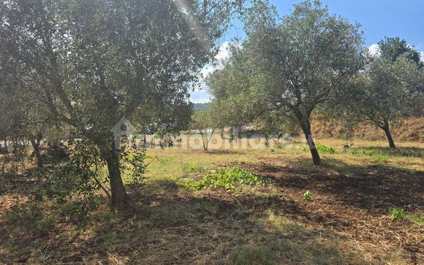 Terratetto unifamiliare Contrada Contura, Zambrone — foto 21 di 50