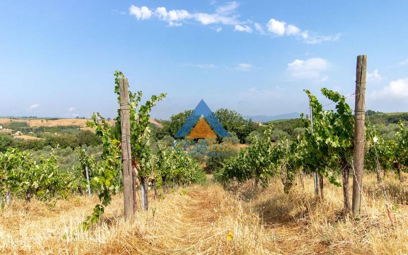 Casale via Pilli, Montecchio — foto 29 di 78