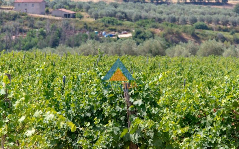 Casale via Pilli, Montecchio — foto 32 di 78