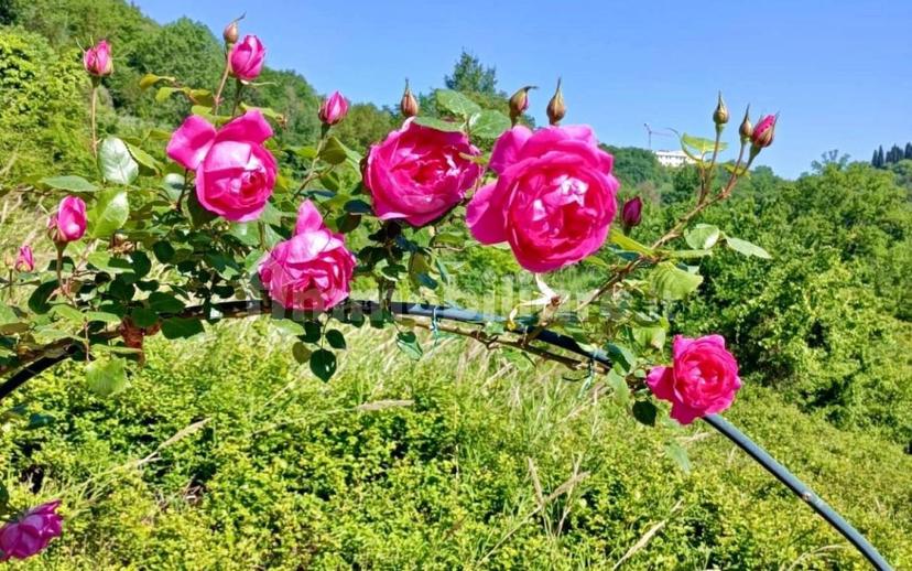 Villa unifamiliare Strada Regionale Sabina 10, Stimigliano — foto 4 di 20