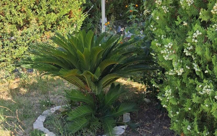 Villa unifamiliare via Oceano Pacifico, Manfredonia — foto 15 di 20