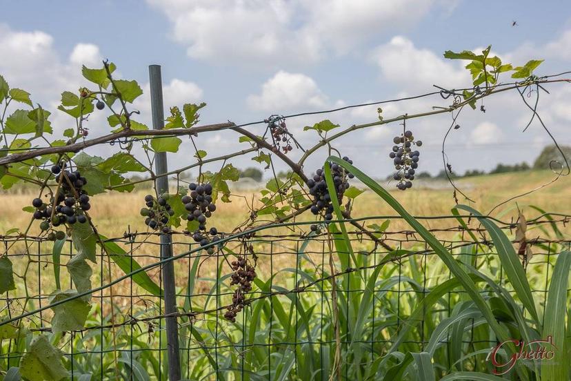 Terratetto unifamiliare via Casoni di Sotto 5, Casoni Sotto, Finale Emilia — foto 2 di 40