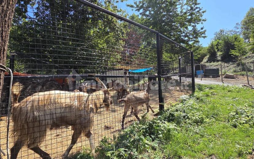 Terratetto plurifamiliare Località Cavorsi 2, Cavorsi, Torriglia — foto 66 di 109