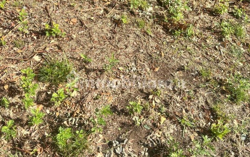 Rustico, da ristrutturare, 180 m², Margine Coperta Traversagna, Massa e Cozzile — foto 17 di 36