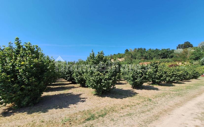 Villa unifamiliare Località Biglini 11, Scaparone, Biglini, Magliano, Alba — foto 39 di 52
