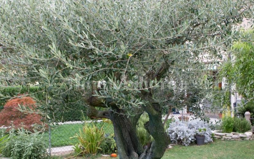 Quadrilocale via Arturo Toscanini 43, Mira Taglio, Mira — foto 23 di 31
