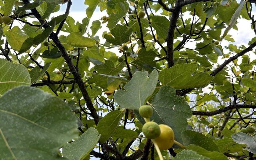 Villa bifamiliare Vocabolo Torricella 80, Montecastrilli — foto 20 di 20