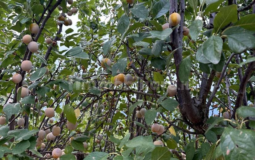 Villa bifamiliare Vocabolo Torricella 80, Montecastrilli — foto 12 di 20