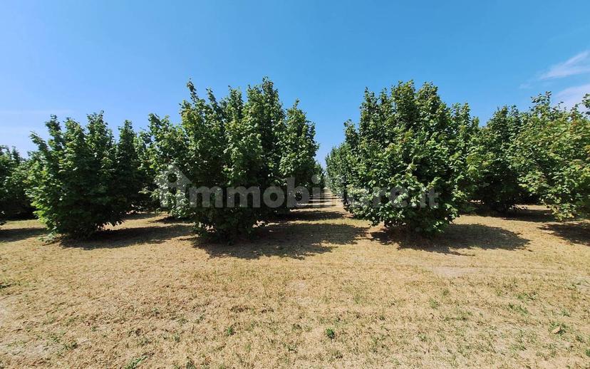 Villa bifamiliare Località Biglini 13, Scaparone, Biglini, Magliano, Alba — foto 74 di 89
