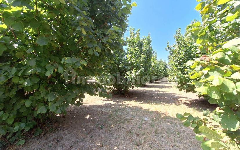 Villa bifamiliare Località Biglini 13, Scaparone, Biglini, Magliano, Alba — foto 22 di 89