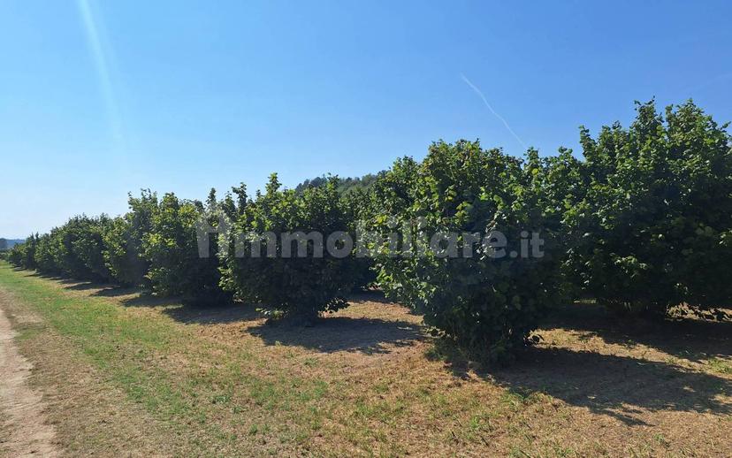 Villa bifamiliare Località Biglini 13, Scaparone, Biglini, Magliano, Alba — foto 34 di 89