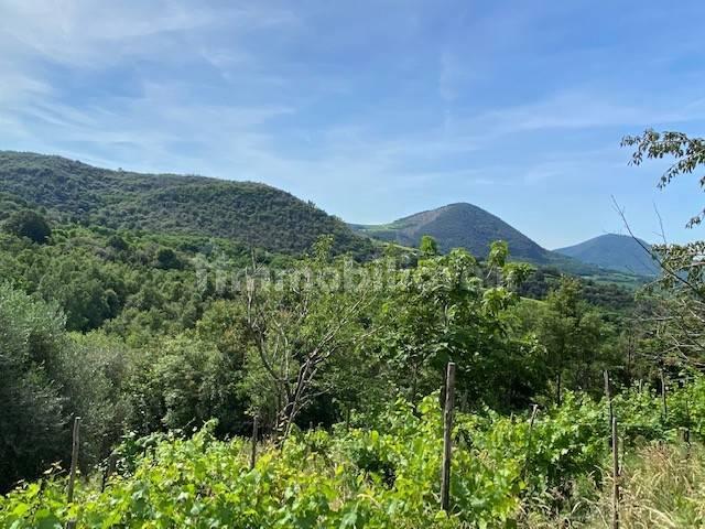 Rustico via Forestana, Cinto Euganeo — foto 6 di 14