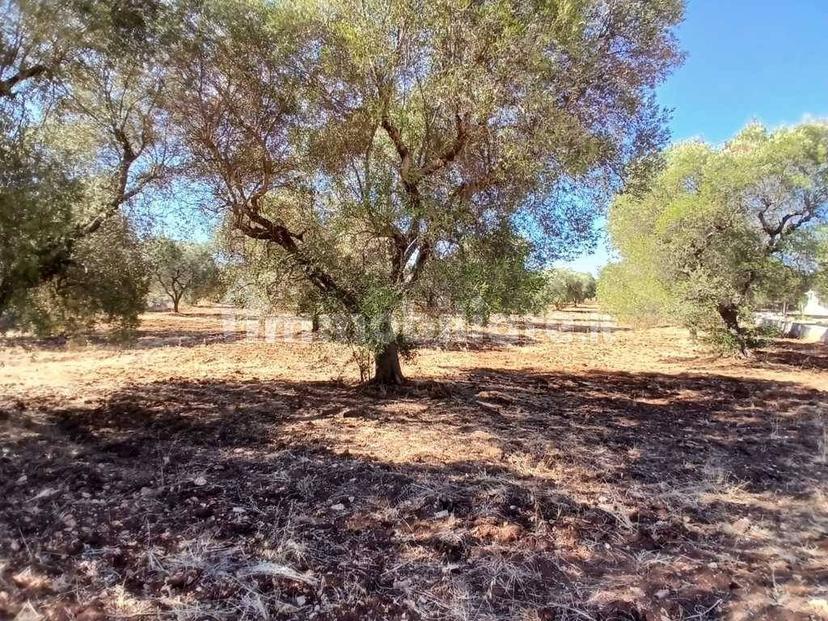 Rustico via Battaglia, Villa Castelli — foto 2 di 21