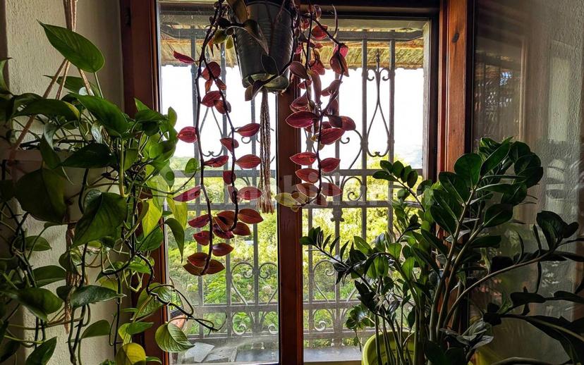 Villa unifamiliare via Spallarossa 21, Bavari, Genova — foto 19 di 48