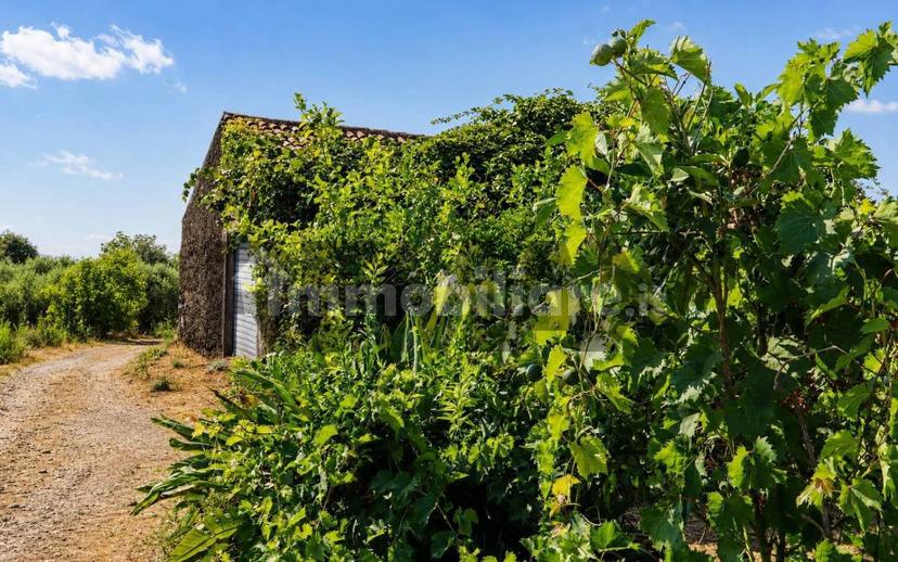 Rustico Contrada Scorciavacca snc, Centro, Mascali — foto 2 di 17