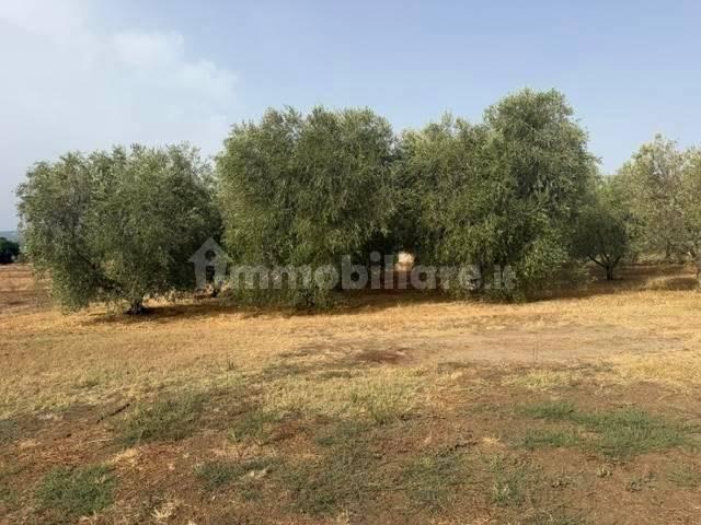 Rustico, buono stato, 230 m², Magliano in Toscana — foto 15 di 23