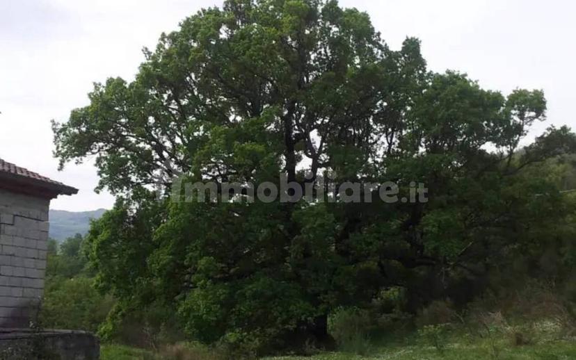 Casale sanbiase, Francavilla in Sinni — foto 2 di 2