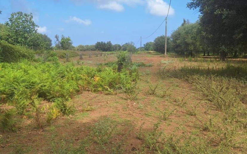 Rustico Località campo sposrtivo snc, Drapia — foto 2 di 10