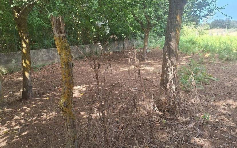 Rustico Località campo sposrtivo snc, Drapia — foto 9 di 10