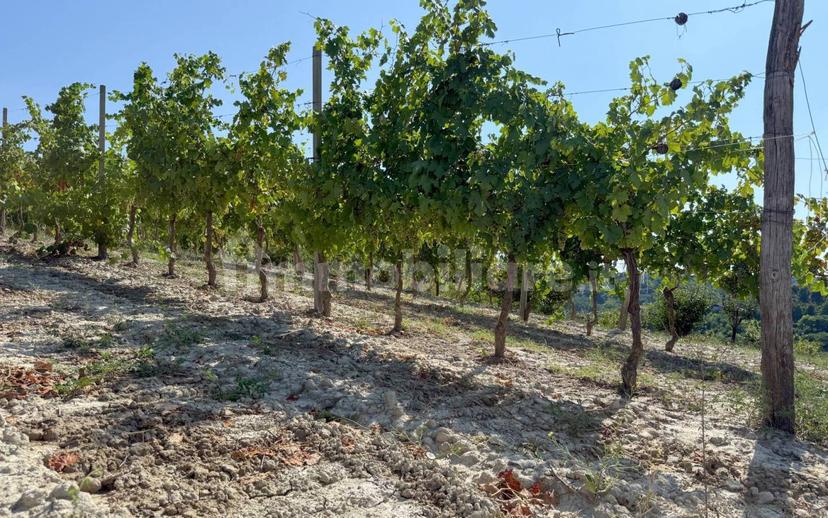 Casale Cascina Montalino 21, Rosignano Monferrato — foto 58 di 101