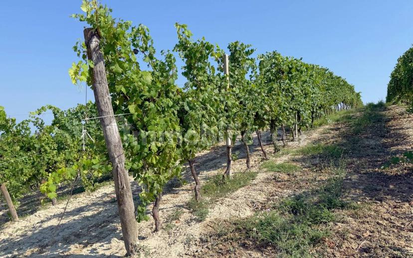 Casale Cascina Montalino 21, Rosignano Monferrato — foto 31 di 101
