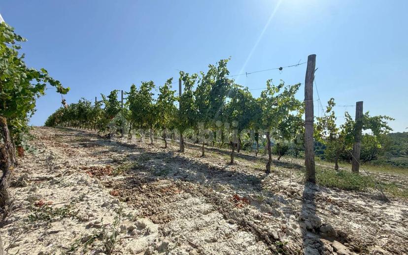 Casale Cascina Montalino 21, Rosignano Monferrato — foto 51 di 101