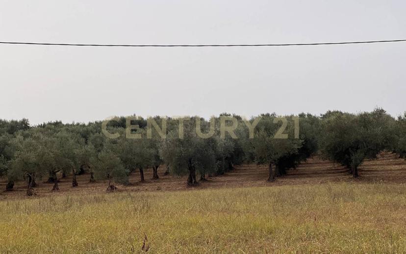 Casale Contrada Scannella Inferiore snc, Loreto Aprutino — foto 28 di 75
