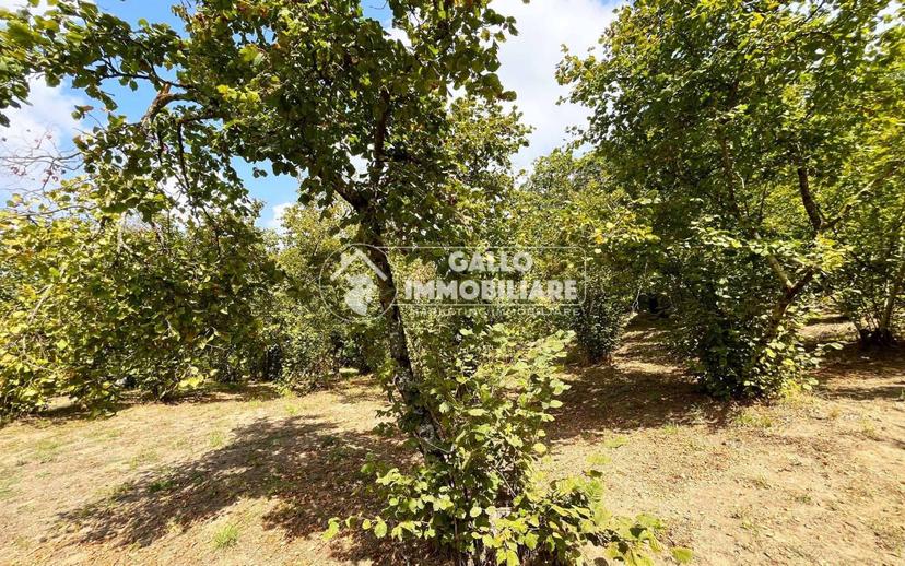 Casa colonica via Campi 36, Centro, Monteforte Irpino — foto 44 di 44