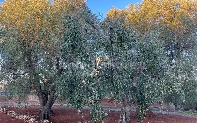 Rustico via Martina Franca Contrada Lamie Nuove, Martina Franca — foto 6 di 20