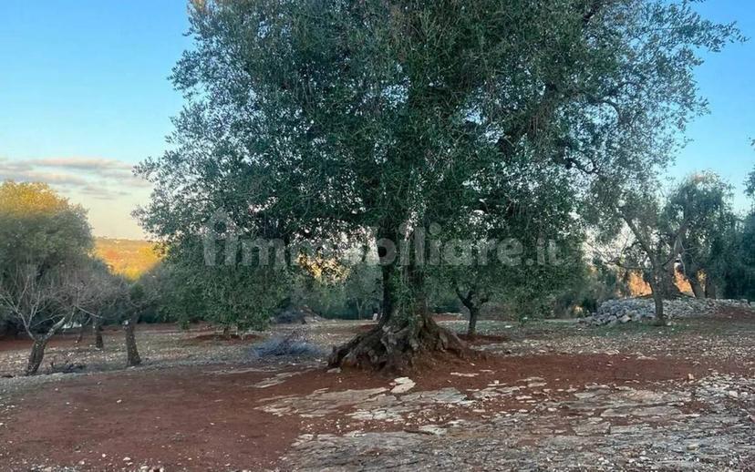 Rustico via Martina Franca Contrada Lamie Nuove, Martina Franca — foto 16 di 20