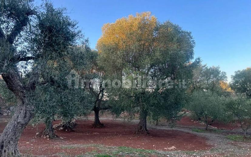 Rustico via Martina Franca Contrada Lamie Nuove, Martina Franca — foto 7 di 20