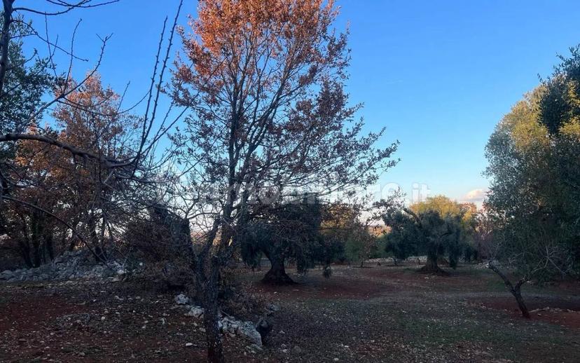 Rustico via Martina Franca Contrada Lamie Nuove, Martina Franca — foto 14 di 20