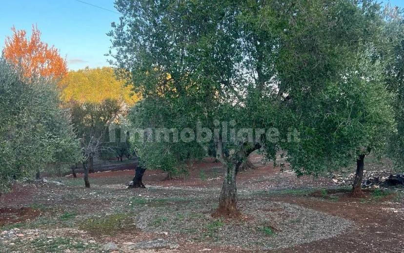 Rustico via Martina Franca Contrada Lamie Nuove, Martina Franca — foto 13 di 20