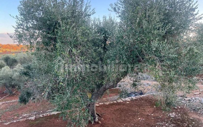 Rustico via Martina Franca Contrada Lamie Nuove, Martina Franca — foto 11 di 20