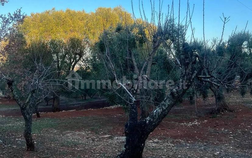 Rustico via Martina Franca Contrada Lamie Nuove, Martina Franca — foto 3 di 20