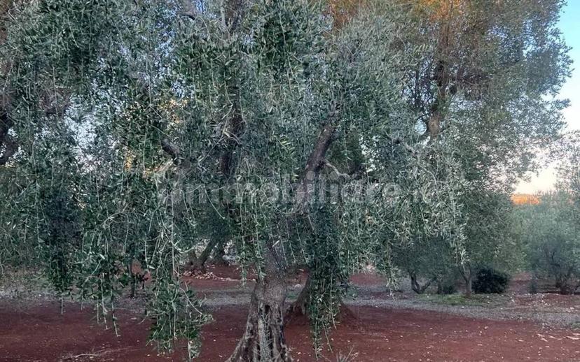 Rustico via Martina Franca Contrada Lamie Nuove, Martina Franca — foto 12 di 20