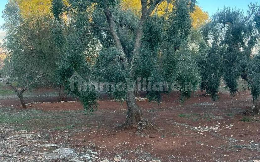 Rustico via Martina Franca Contrada Lamie Nuove, Martina Franca — foto 20 di 20
