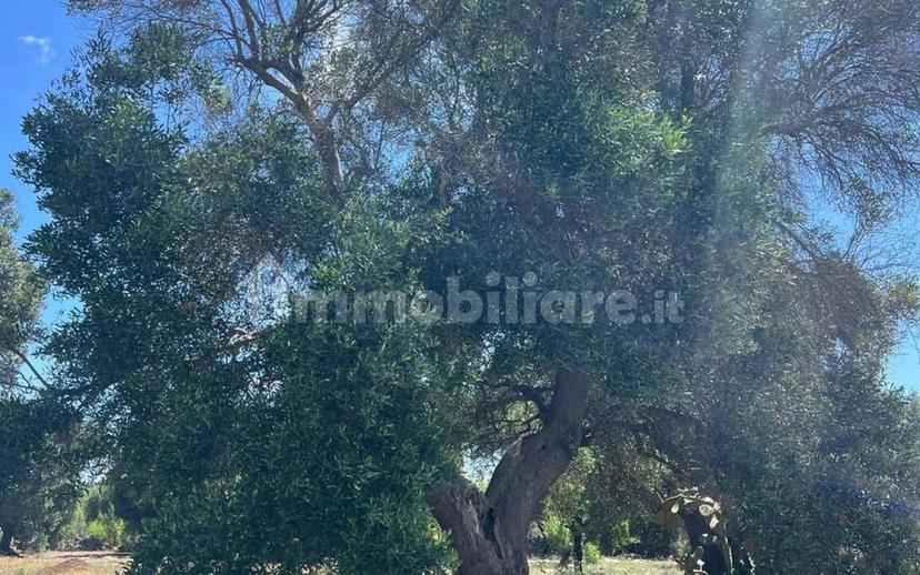 Rustico Strada Provinciale 26 via F.Fontana San C., Ceglie Messapica — foto 21 di 29