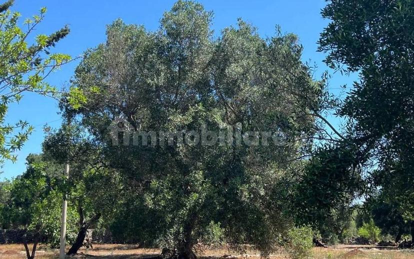 Rustico Strada Provinciale 26 via F.Fontana San C., Ceglie Messapica — foto 15 di 29