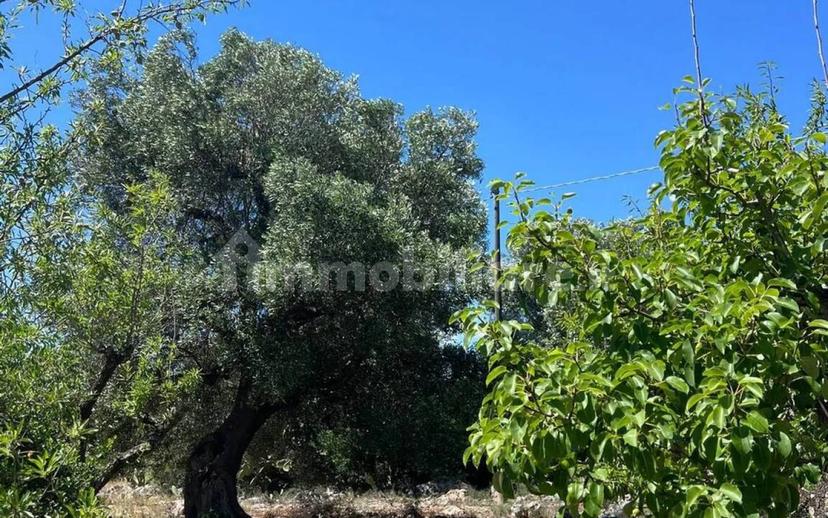 Rustico Strada Provinciale 26 via F.Fontana San C., Ceglie Messapica — foto 4 di 29