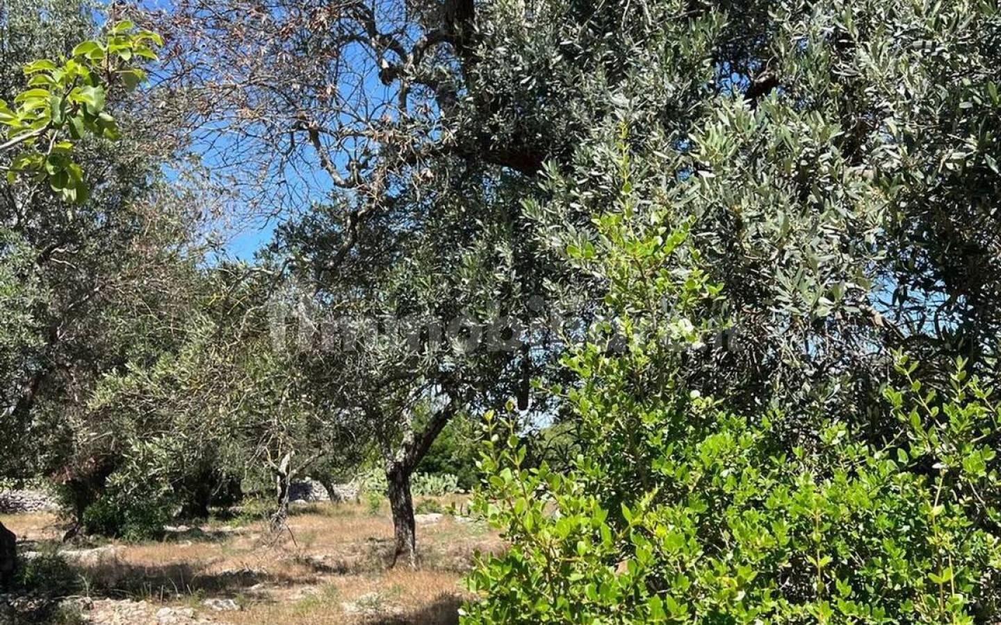 Rustico Strada Provinciale 26 via F.Fontana San C., Ceglie Messapica