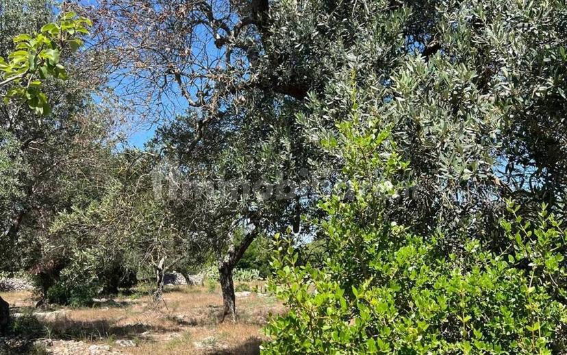 Rustico Strada Provinciale 26 via F.Fontana San C., Ceglie Messapica