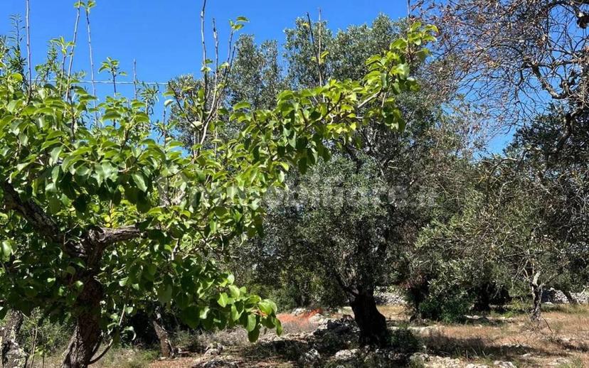 Rustico Strada Provinciale 26 via F.Fontana San C., Ceglie Messapica — foto 17 di 29