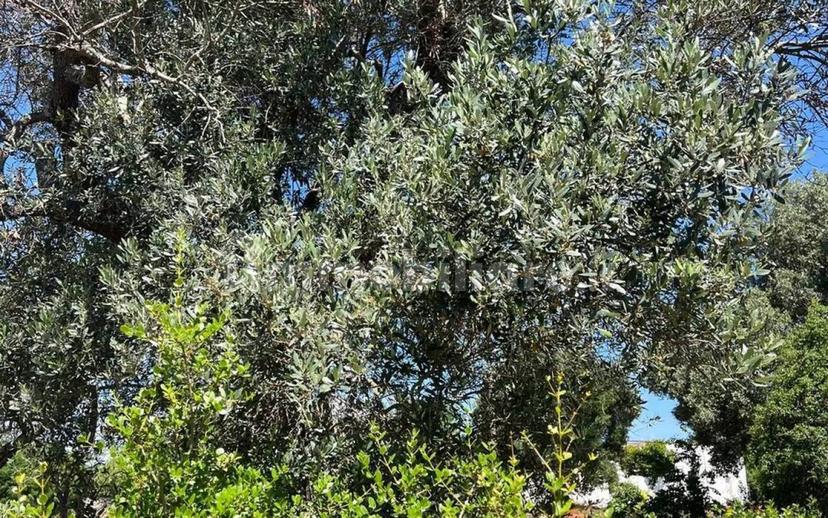 Rustico Strada Provinciale 26 via F.Fontana San C., Ceglie Messapica — foto 3 di 29