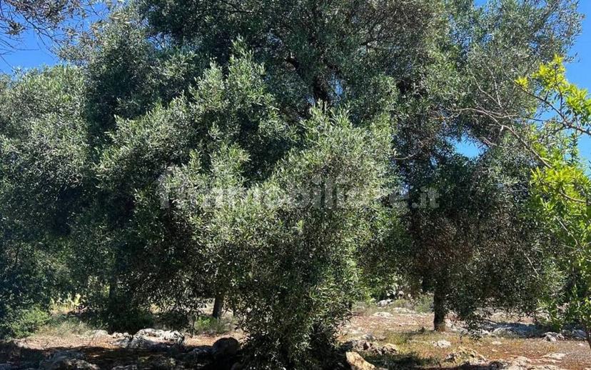 Rustico Strada Provinciale 26 via F.Fontana San C., Ceglie Messapica — foto 10 di 29