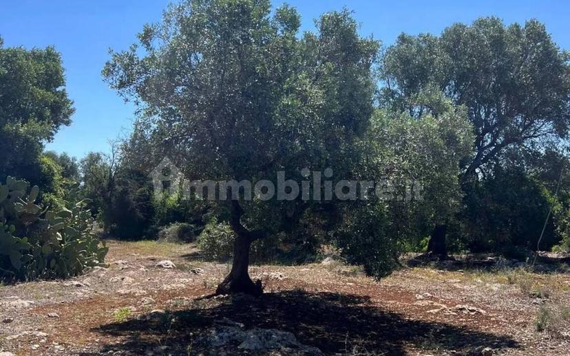 Rustico Strada Provinciale 26 via F.Fontana San C., Ceglie Messapica — foto 19 di 29