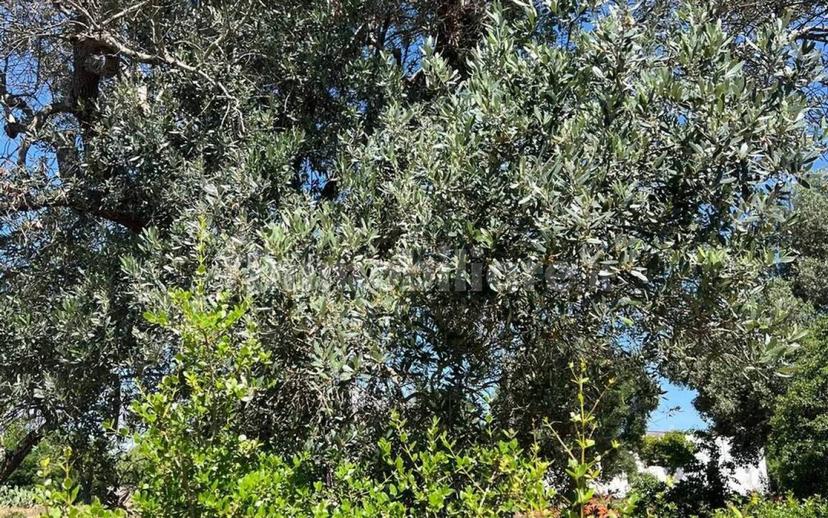 Rustico Strada Provinciale 26 via F.Fontana San C., Ceglie Messapica — foto 28 di 29